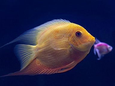 Tych ryb seniorzy nie powinni spożywać