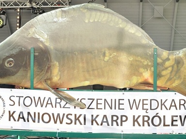 Karp z Kaniowa z własnym świętem